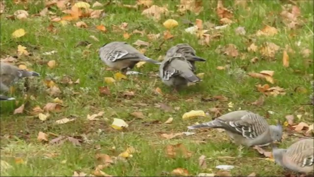 Crested Pigeon - ML231202611