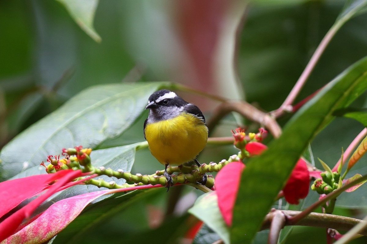 Bananaquit - ML231205181