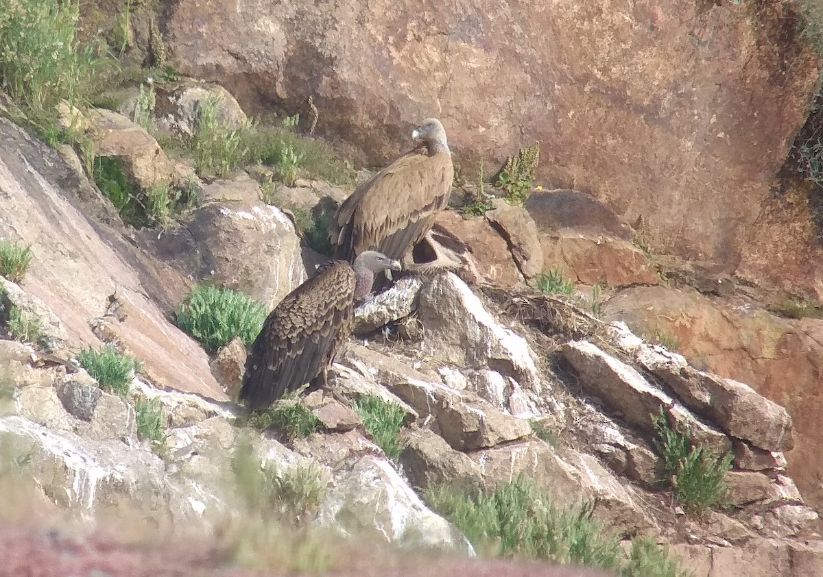 Rüppell's Griffon - ML231205921
