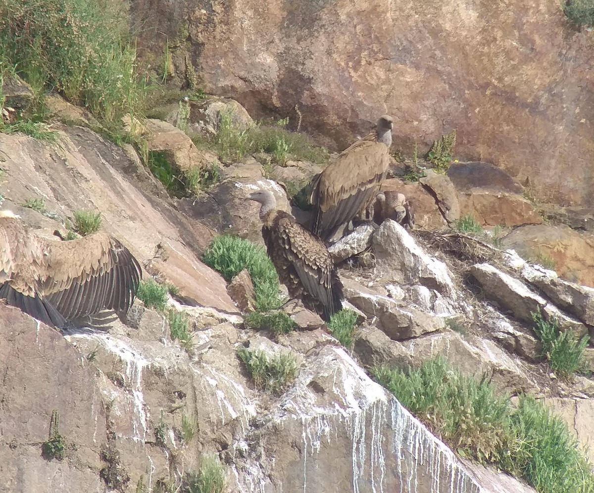 Rüppell's Griffon - ML231205981