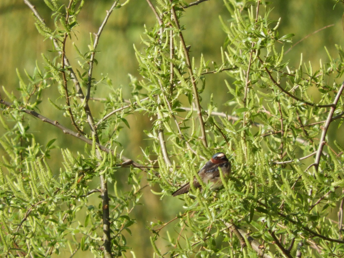 Cliff Swallow - ML231206321