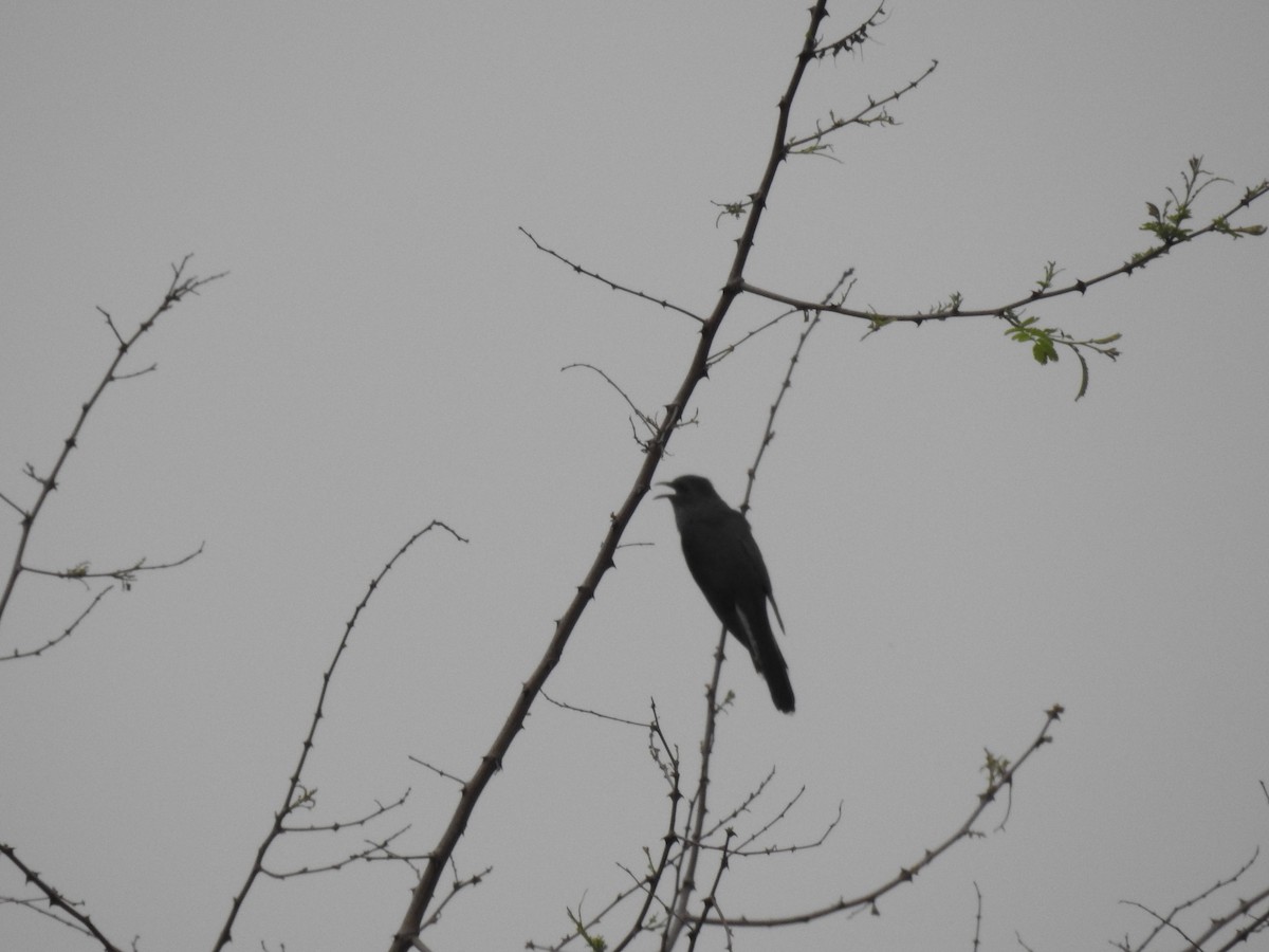 Gray-bellied Cuckoo - ML231206451