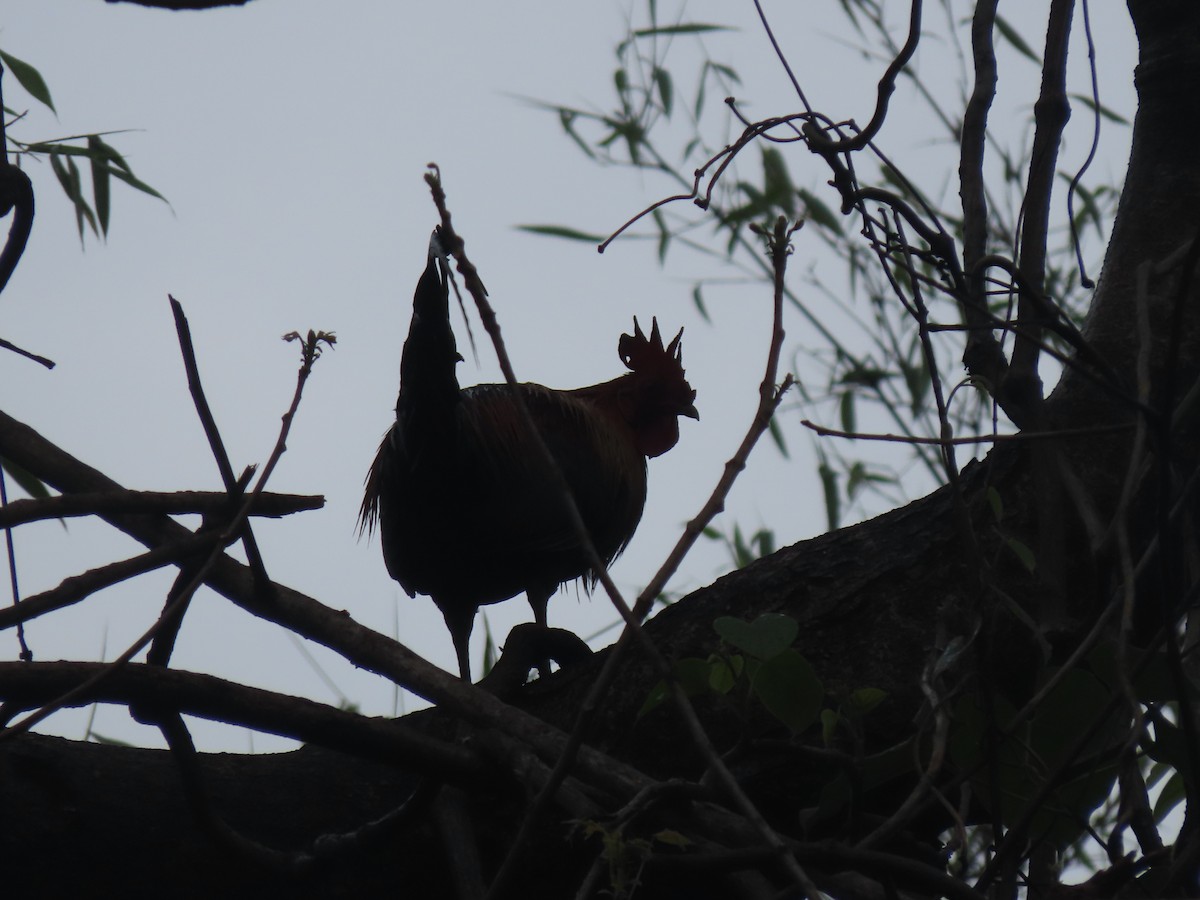 Red Junglefowl - ML231207471