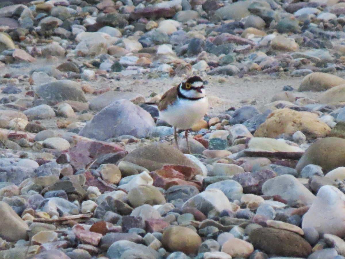 Little Ringed Plover - ML231207531