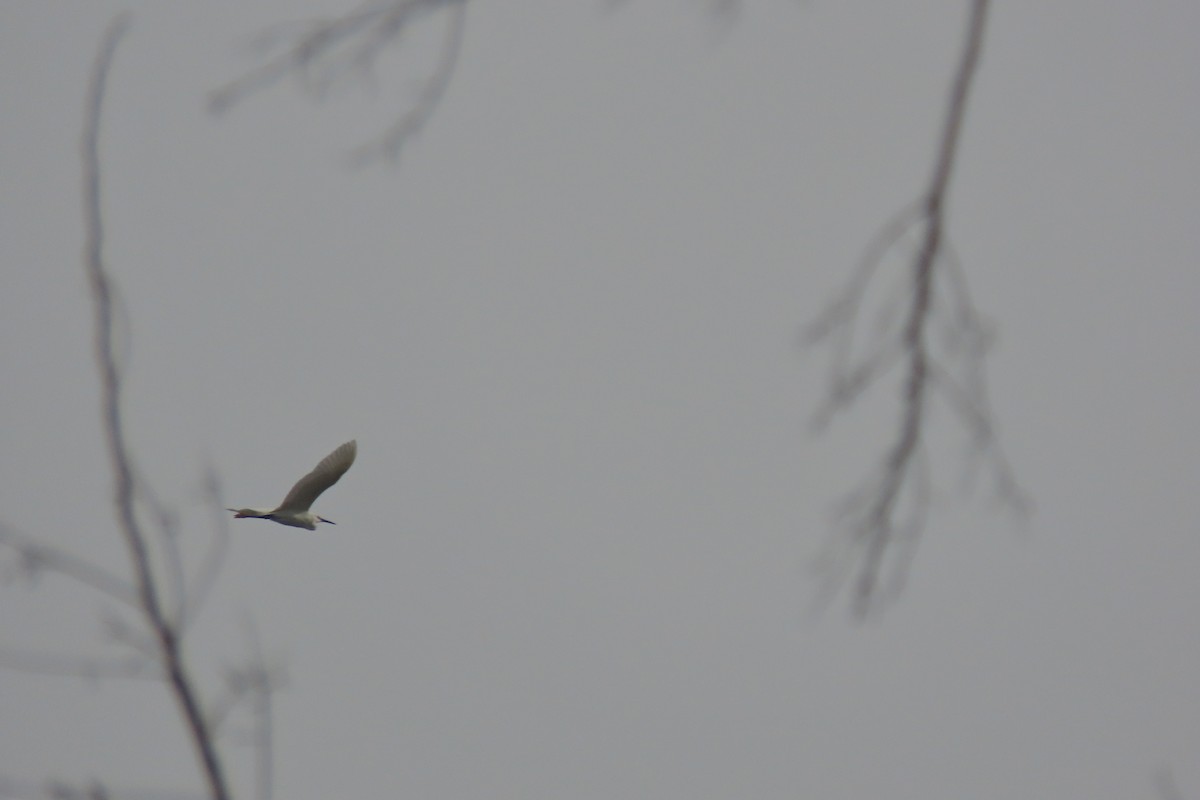 Great Egret - ML231207771