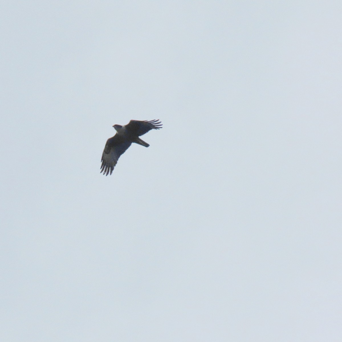 Rufous-bellied Eagle - ML231207901