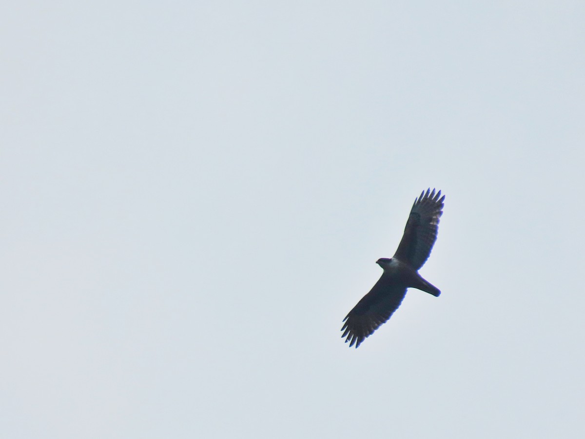 Rufous-bellied Eagle - ML231207931