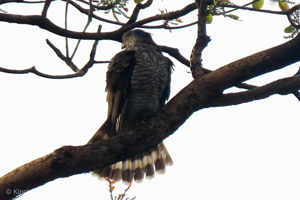 Eurasian Sparrowhawk - Kinchab Thinley Chophel