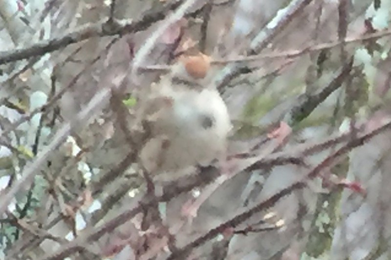 American Tree Sparrow - ML23120821