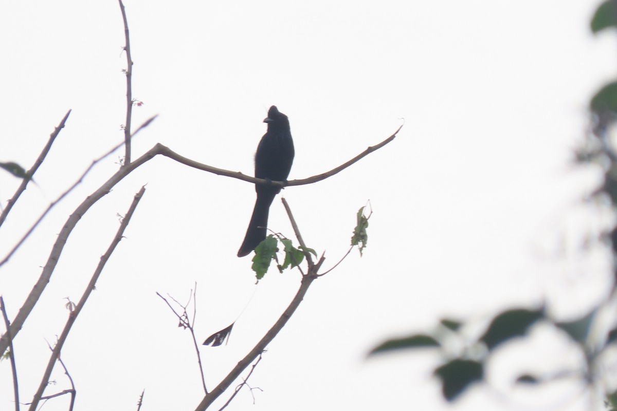 Drongo de Raquetas Grande - ML231208241