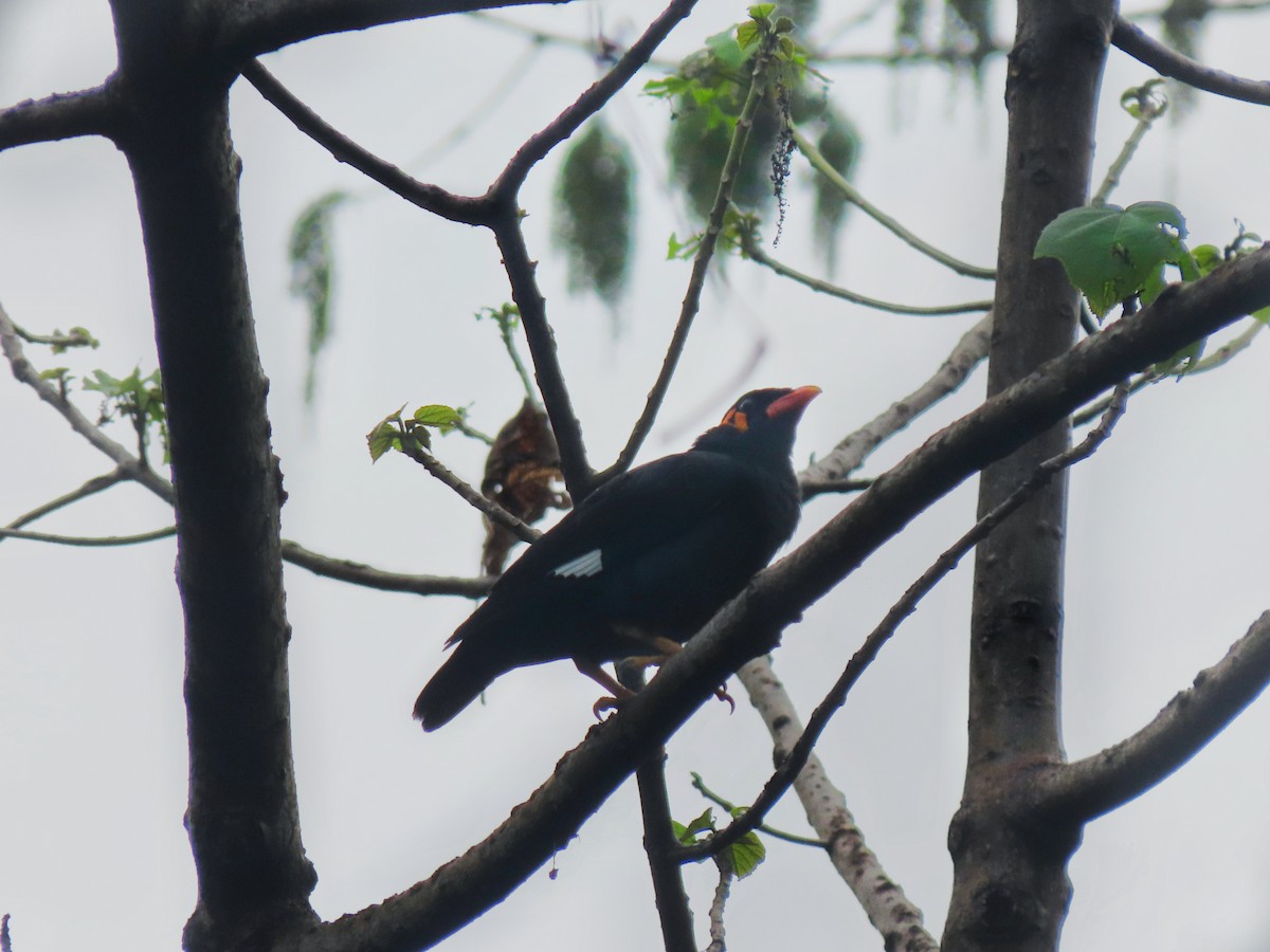 Common Hill Myna - Kinchab Thinley Chophel