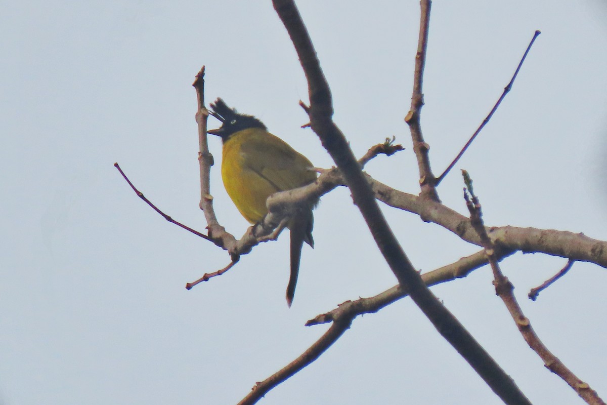 Black-crested Bulbul - ML231208401