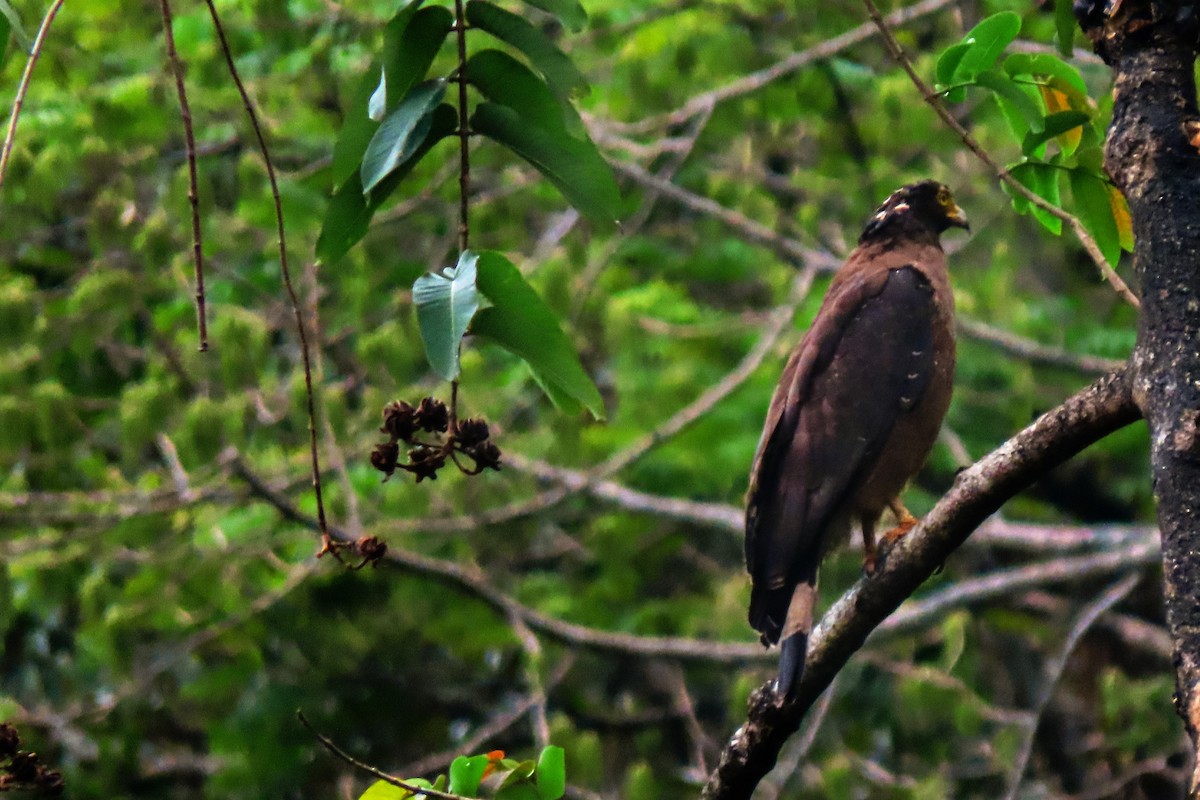 Haubenschlangenadler - ML231208611