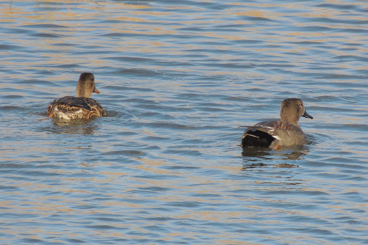 Gadwall - ML231209341