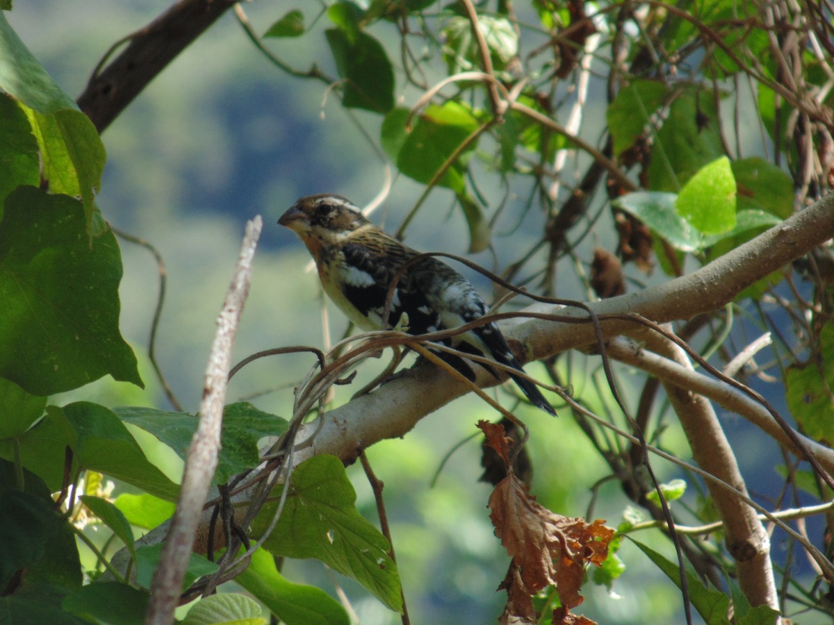 Rose-breasted Grosbeak - ML23120971