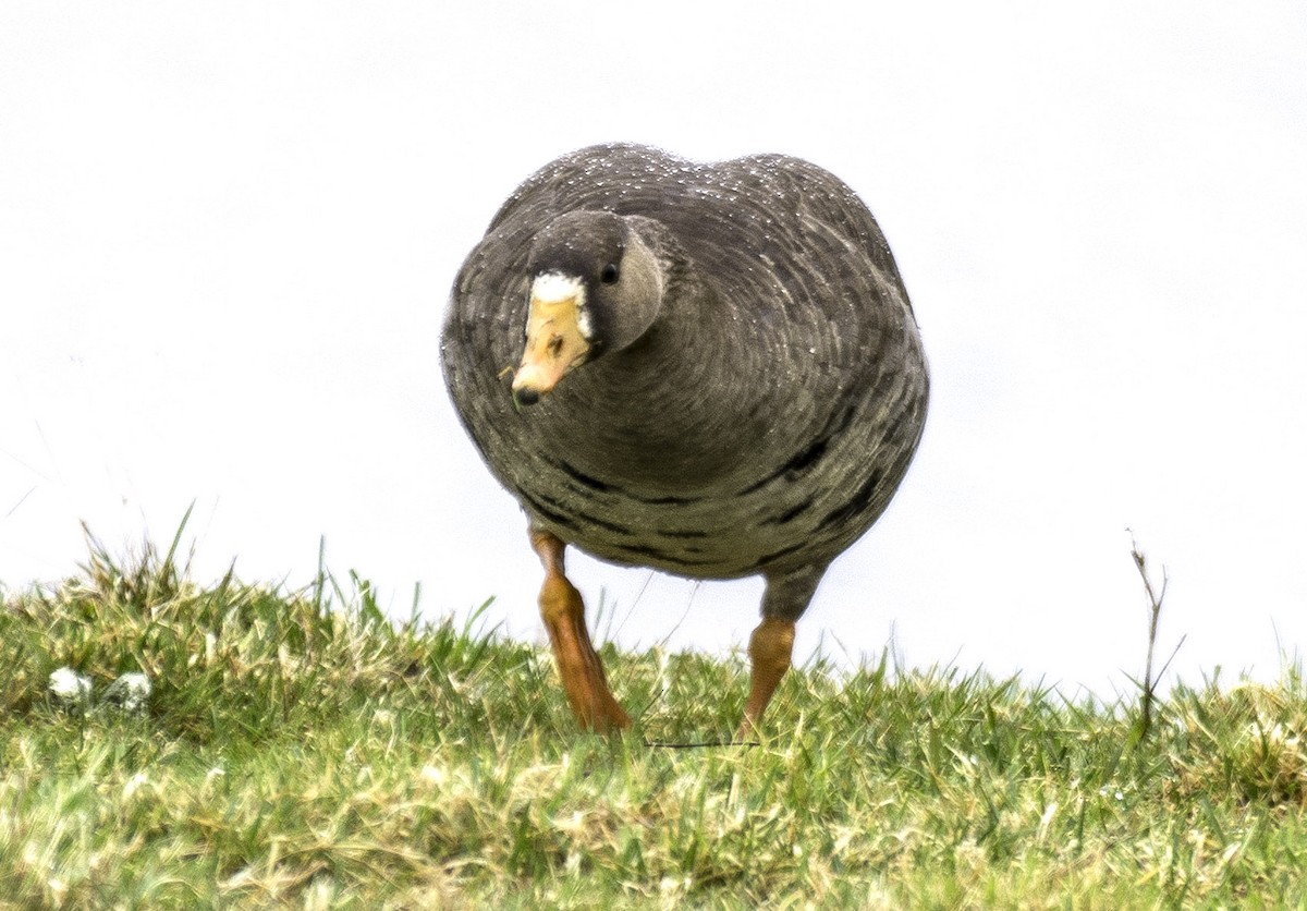 Greater White-fronted Goose - ML231210031