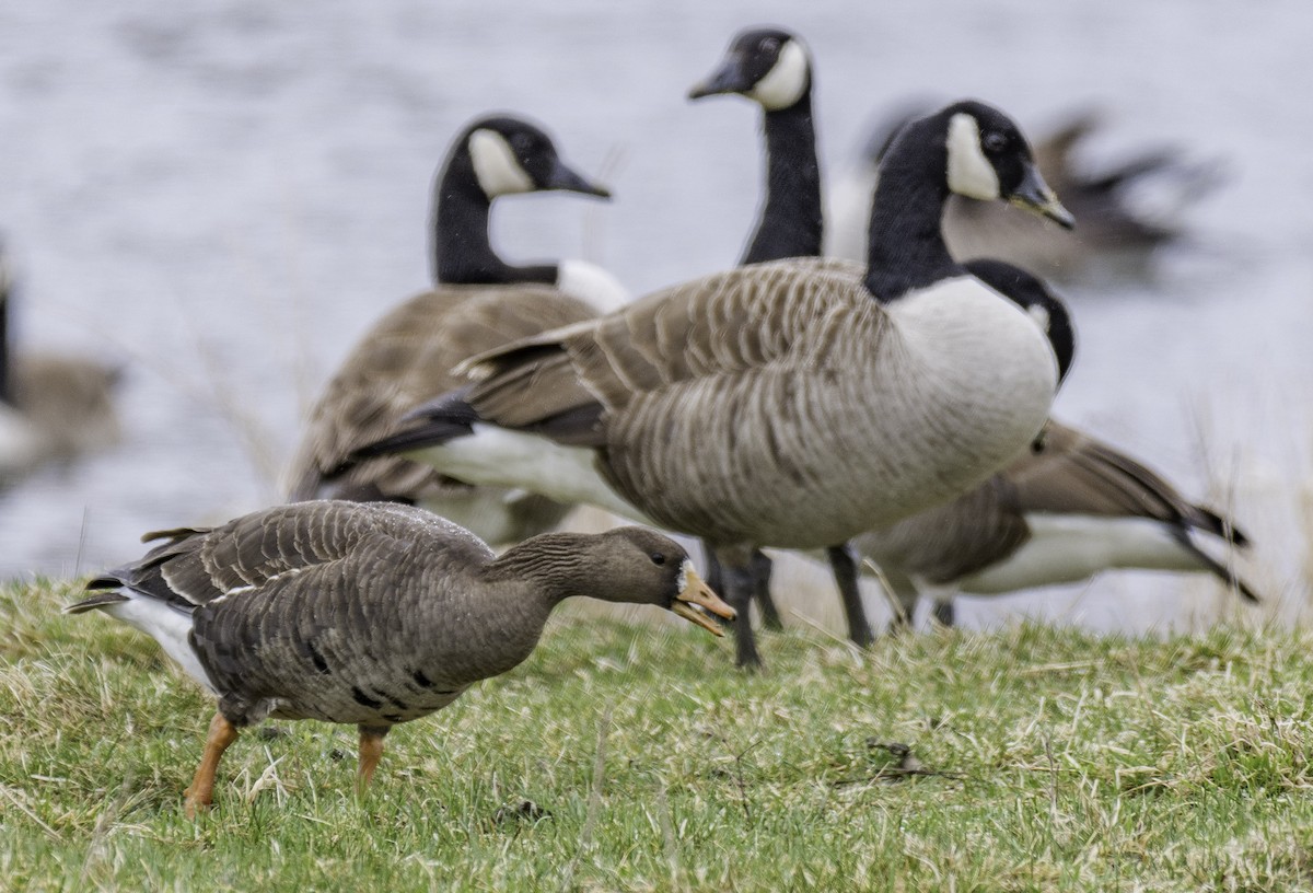 Greater White-fronted Goose - ML231210061