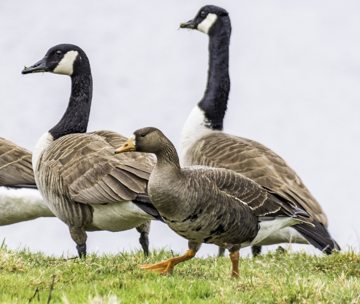 Greater White-fronted Goose - ML231210071