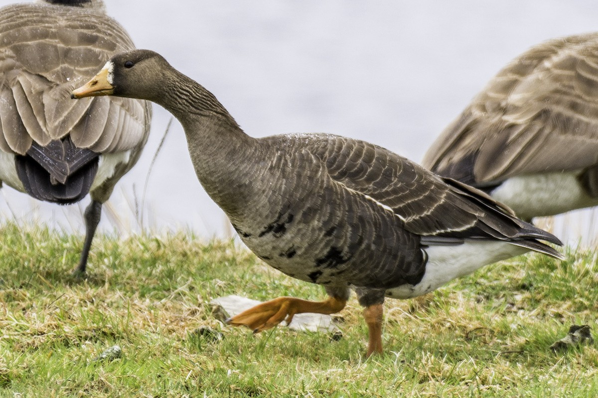 Greater White-fronted Goose - ML231210081