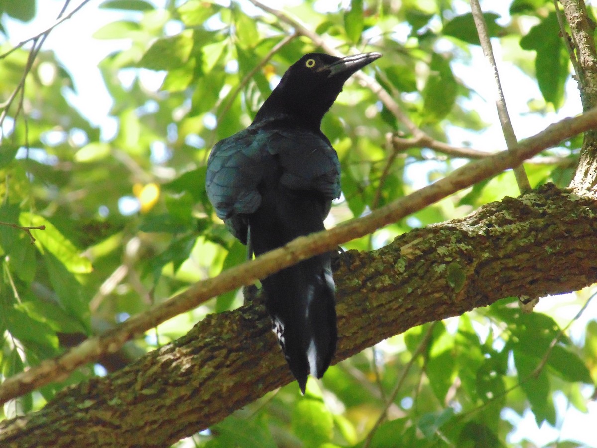 Great-tailed Grackle - ML23121011