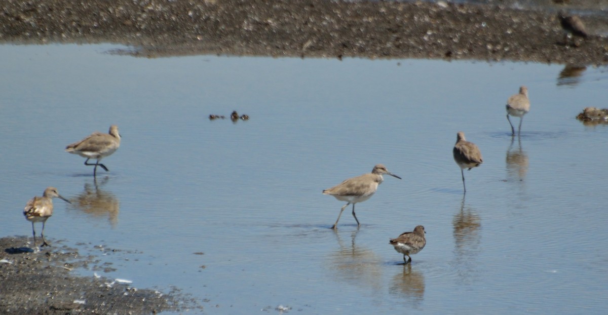 Willet - ML231210681