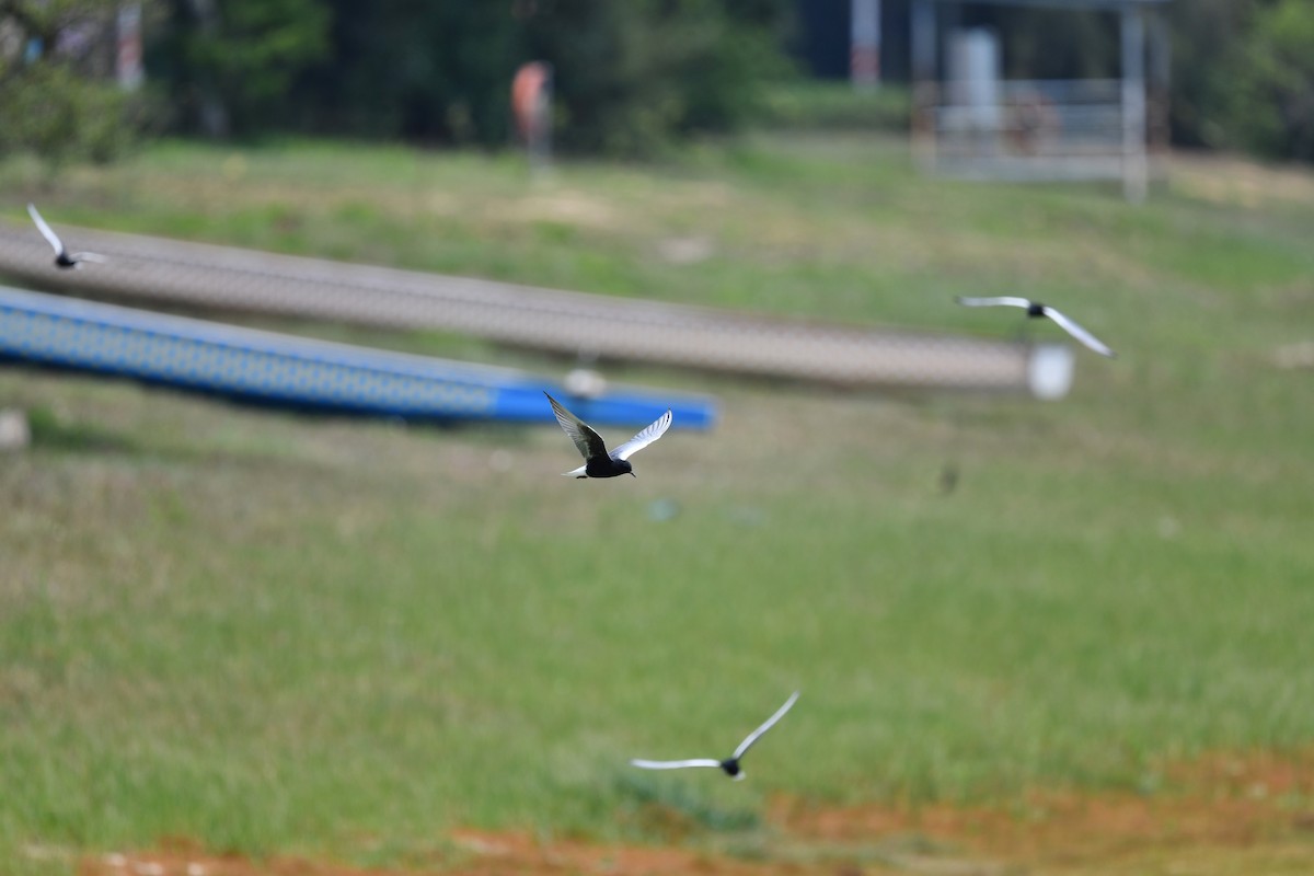White-winged Tern - ML231212211