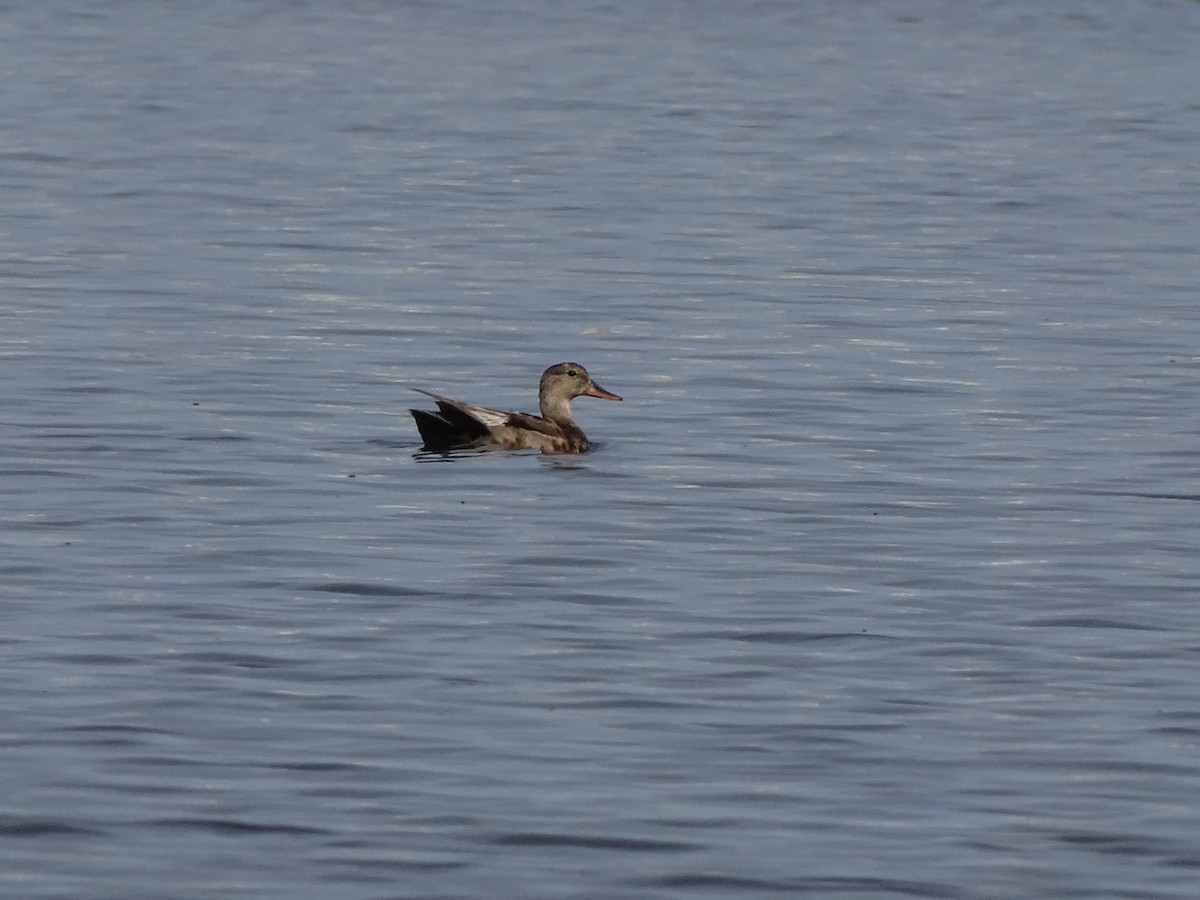 Gadwall - ML231212261