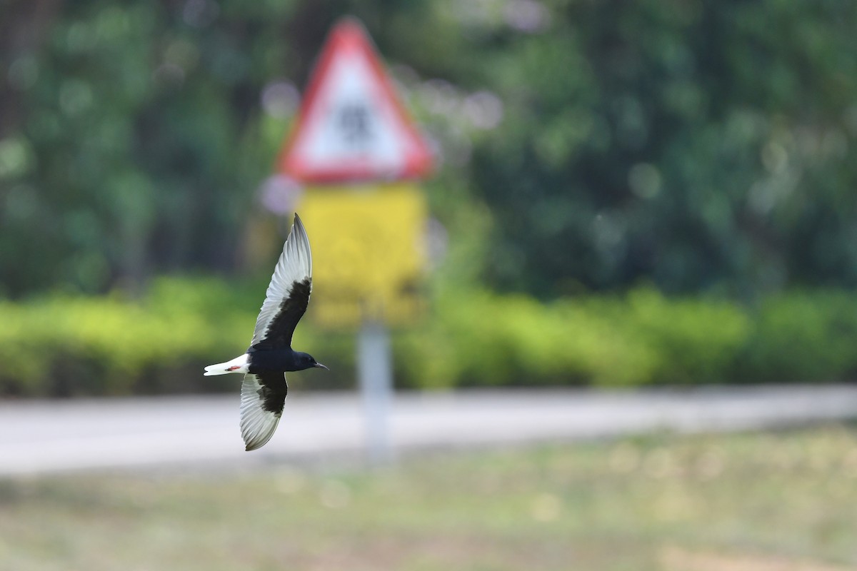 White-winged Tern - ML231212521