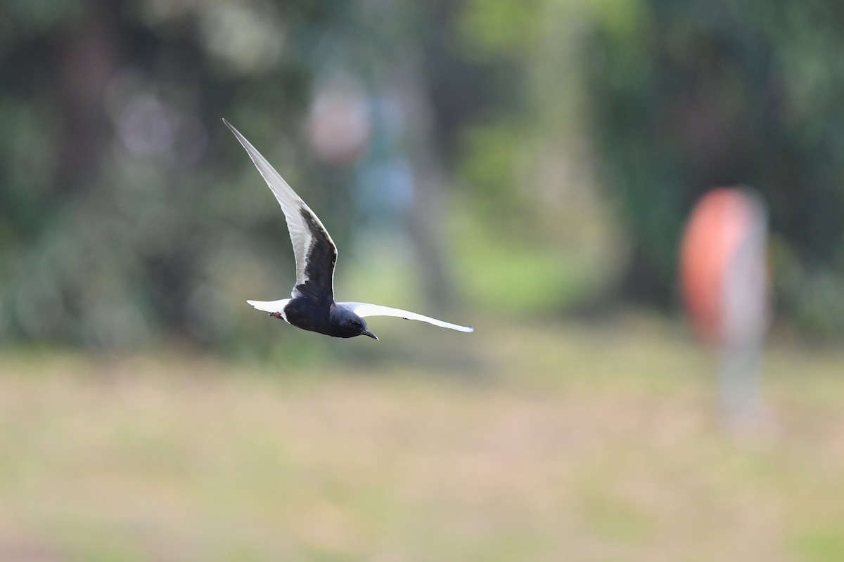 White-winged Tern - ML231212751