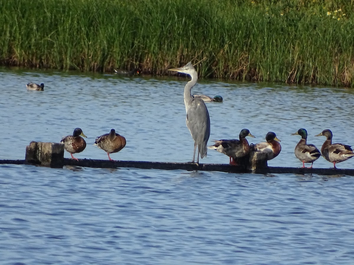 Gray Heron - António Cotão