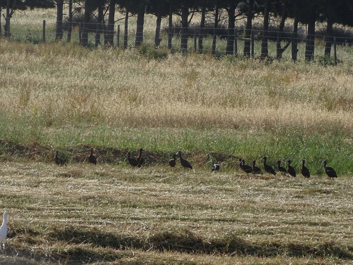 Glossy Ibis - ML231212931