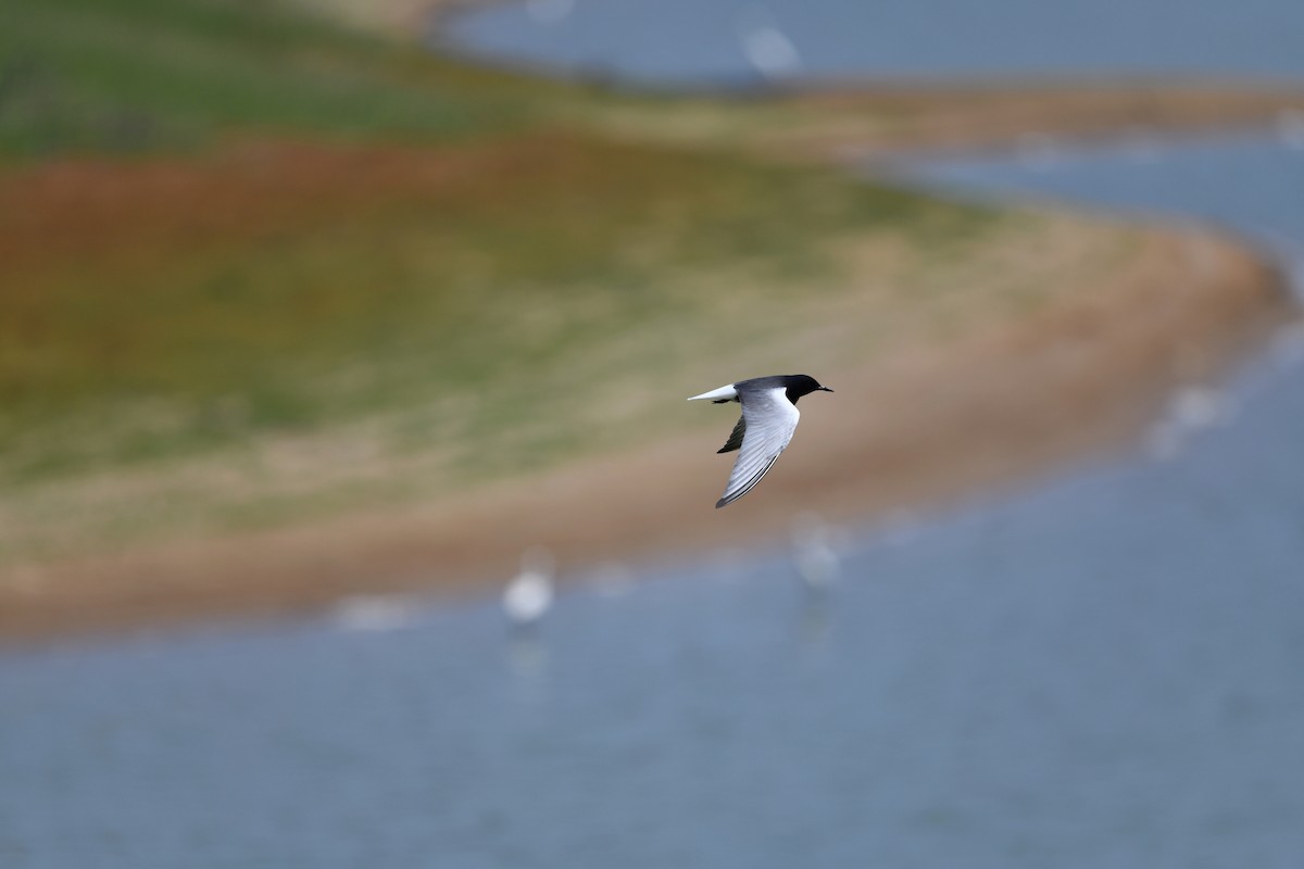 White-winged Tern - ML231213341