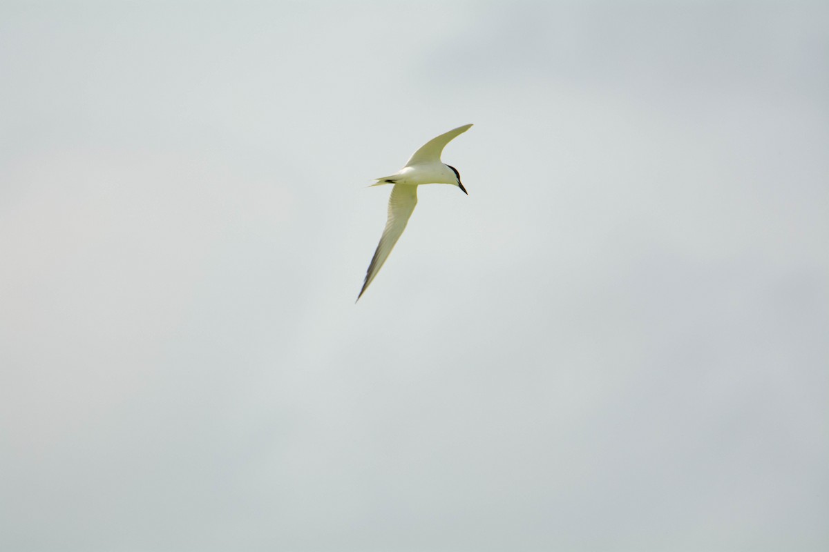 Gull-billed Tern - ML231214121