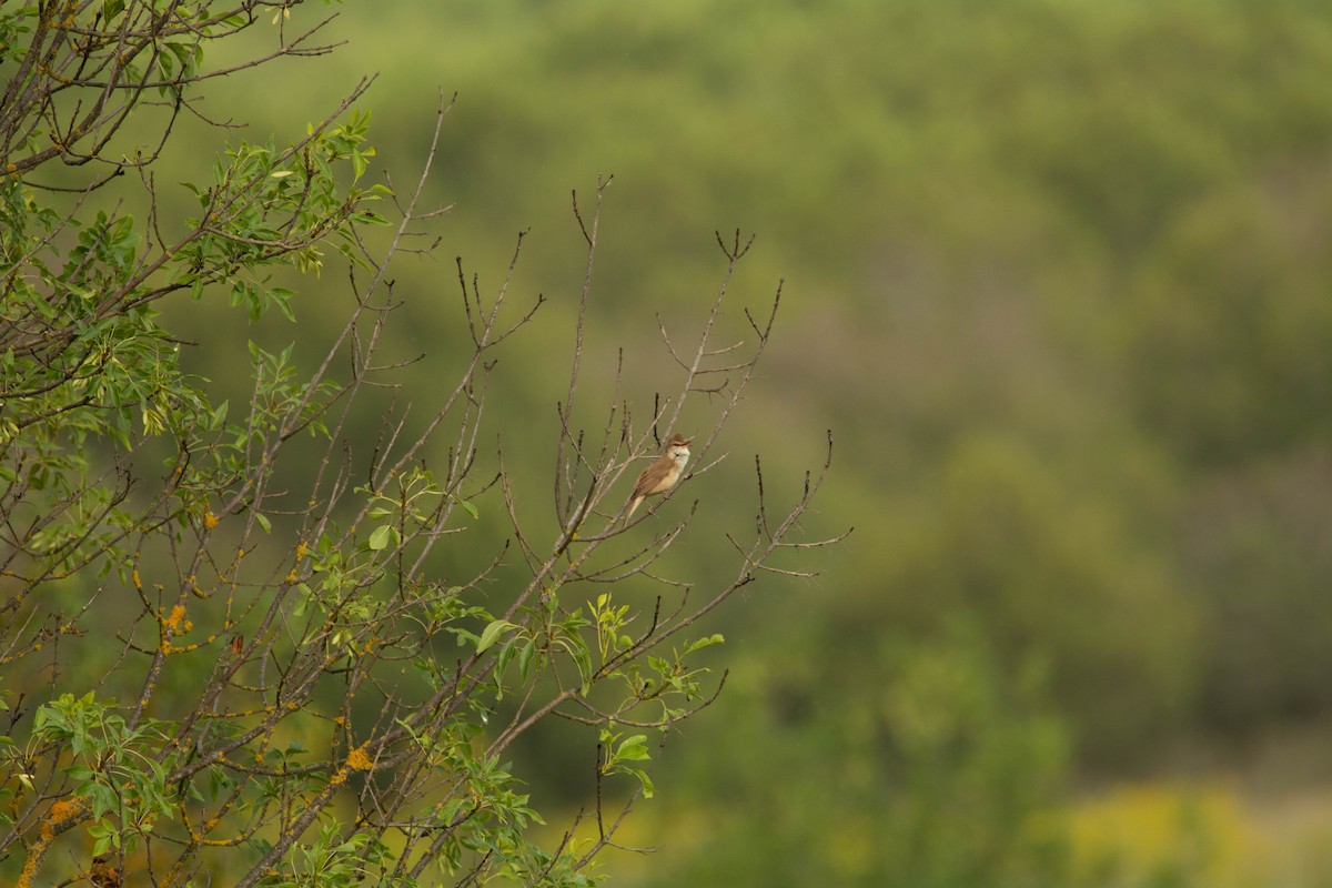 Great Reed Warbler - ML231214211