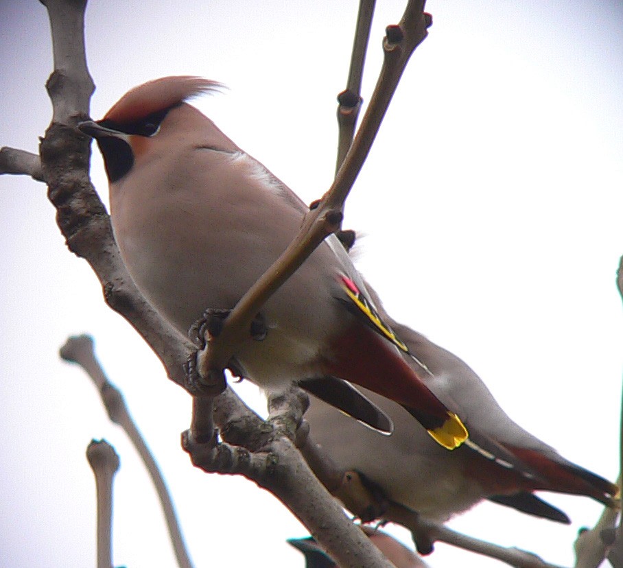 Bohemian Waxwing - ML231215531