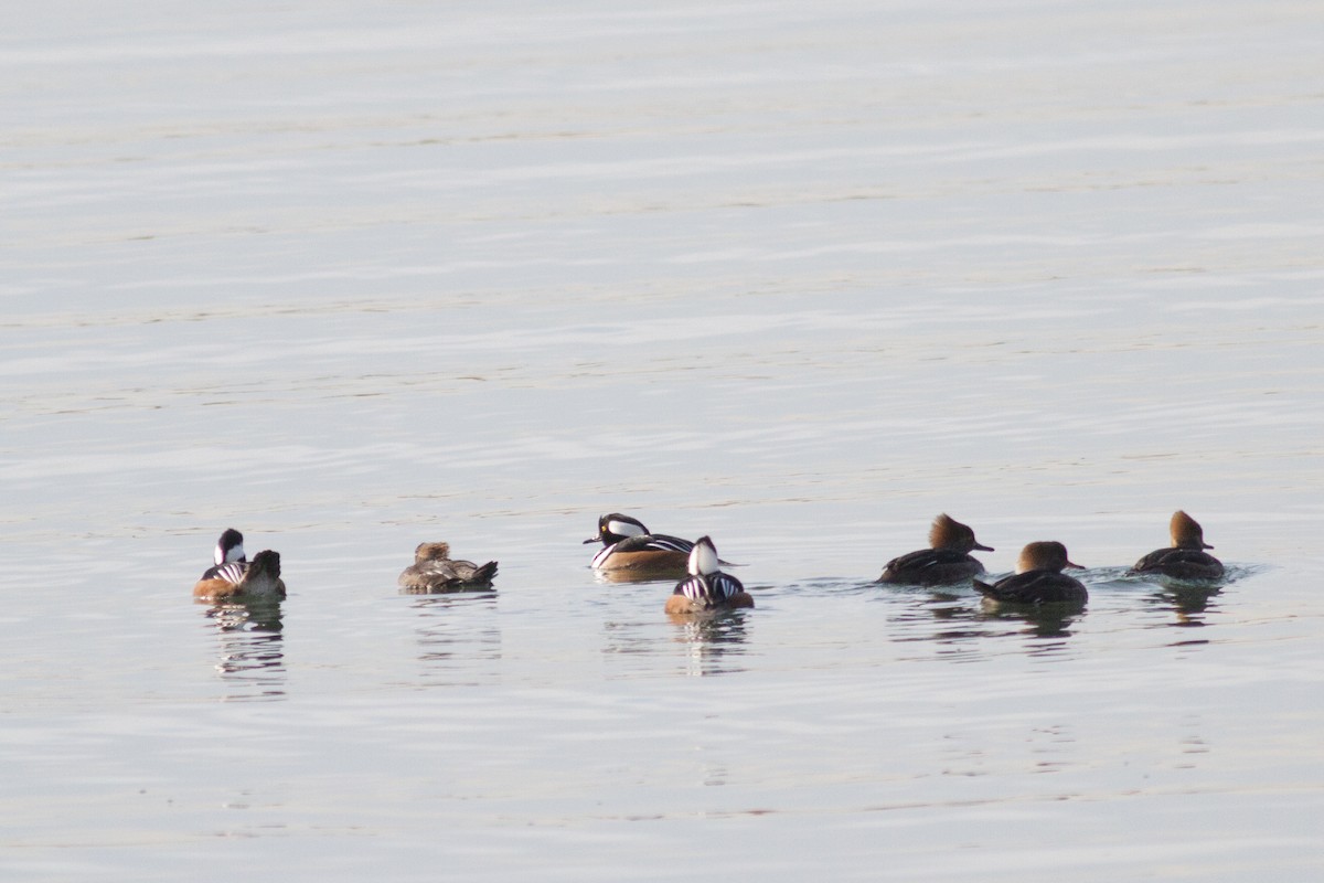 Hooded Merganser - ML23121571