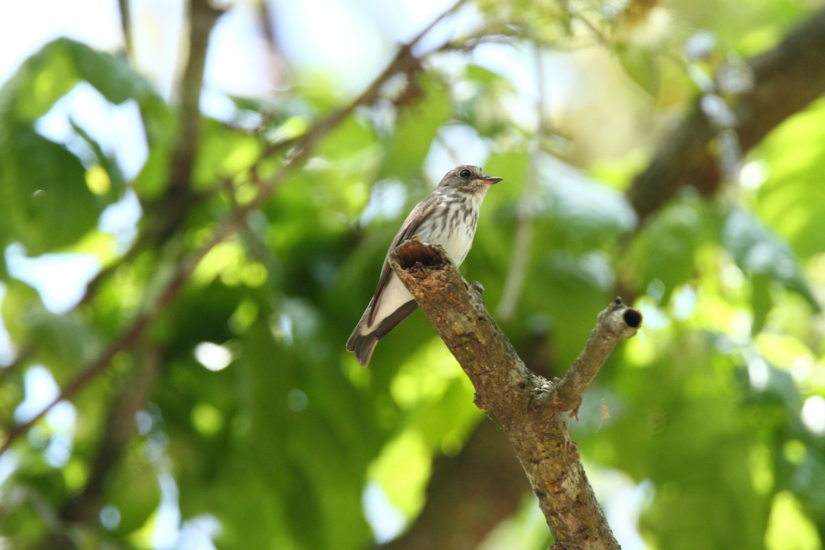 Gray-streaked Flycatcher - ML231218331