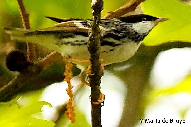 Blackpoll Warbler - ML231219481