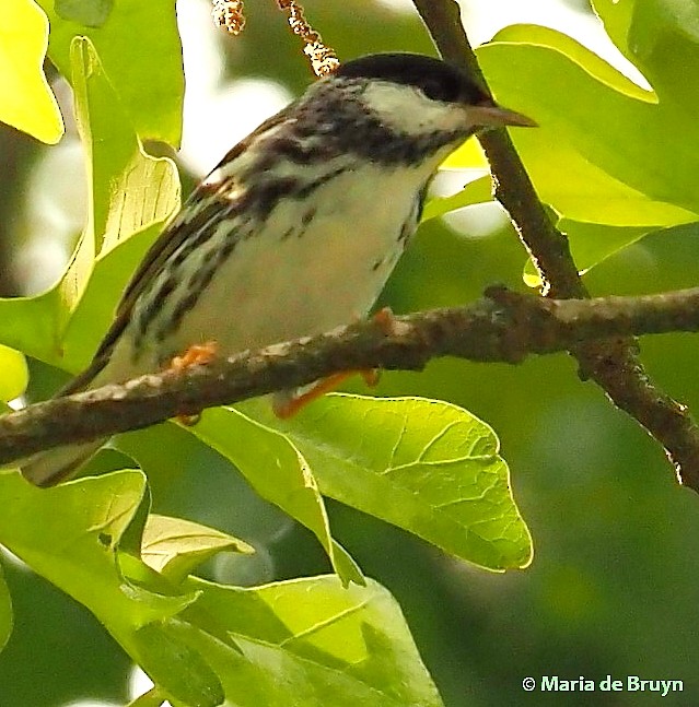 Blackpoll Warbler - ML231219581