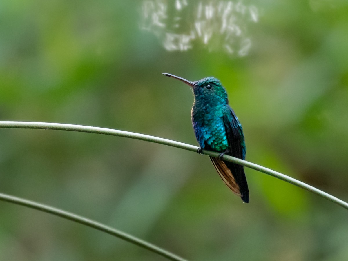 Blue-chinned Sapphire - ML231220281