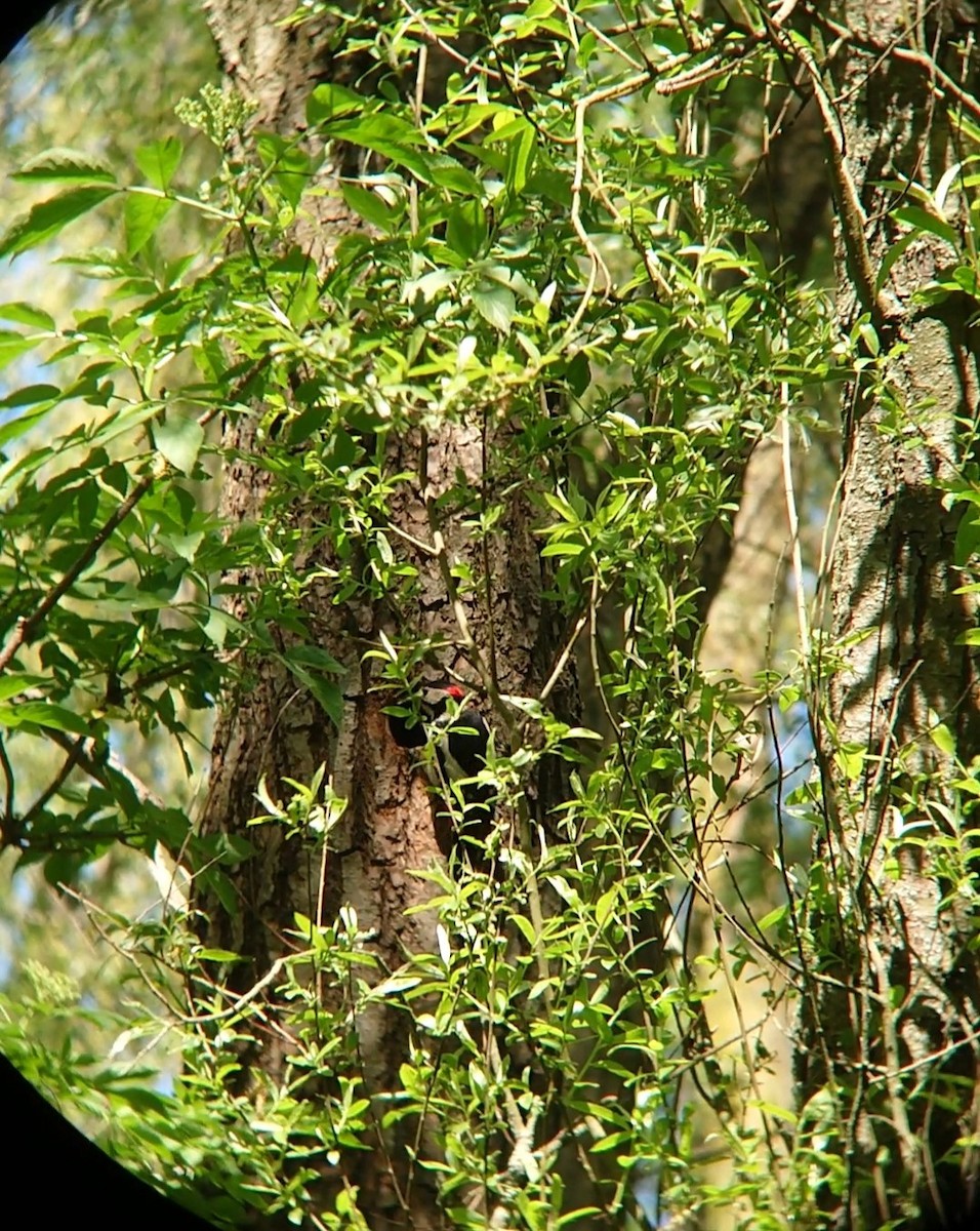 Great Spotted Woodpecker - ML231221001
