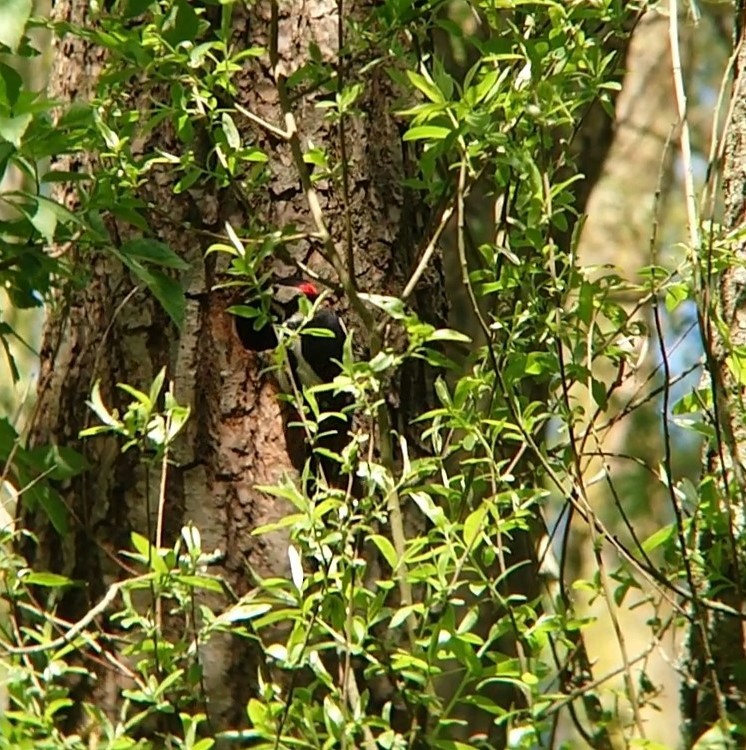 Great Spotted Woodpecker - ML231221121