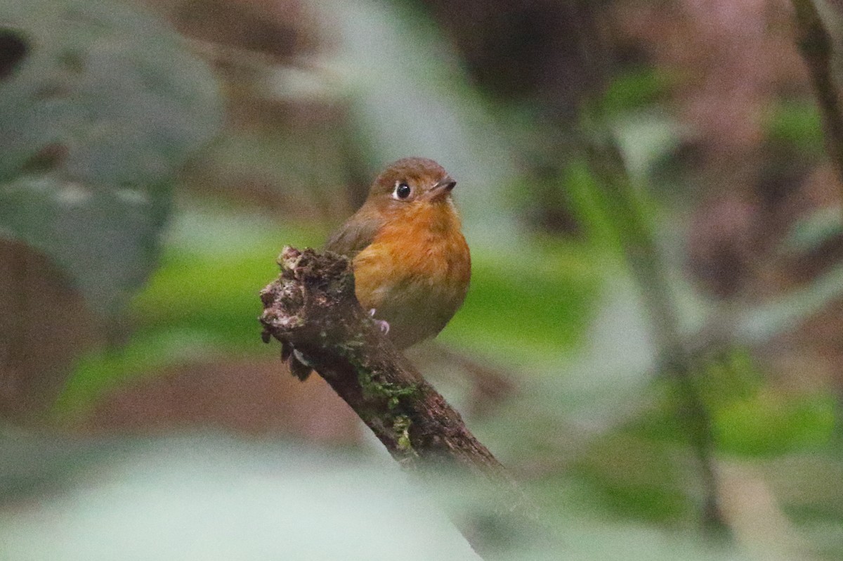 Rusty-breasted Antpitta (Rusty-breasted) - ML231221191