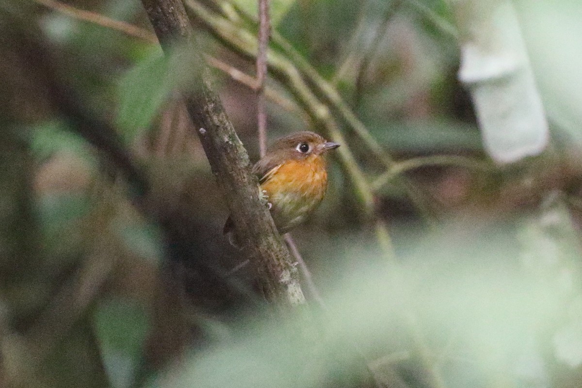 Rusty-breasted Antpitta (Rusty-breasted) - ML231221201