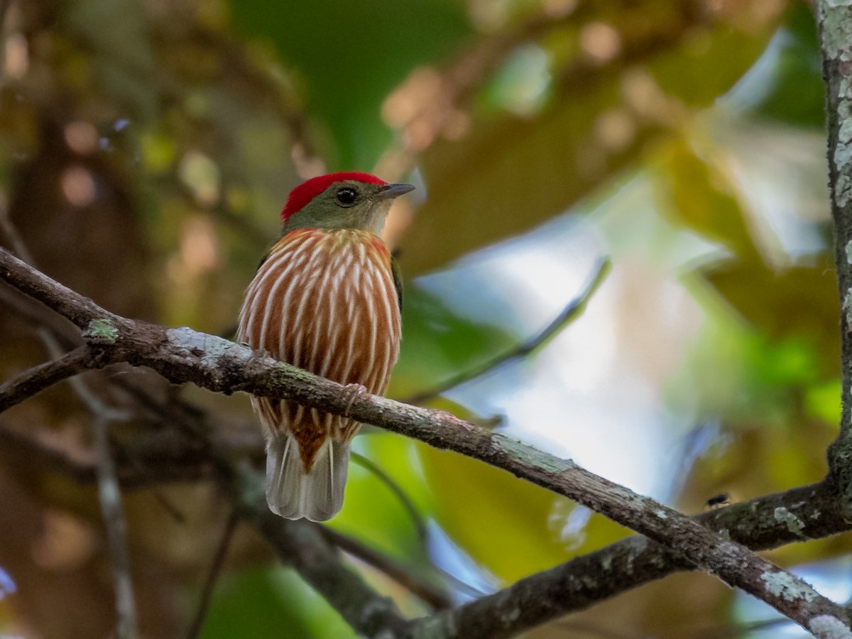 Striolated Manakin - Héctor Bottai