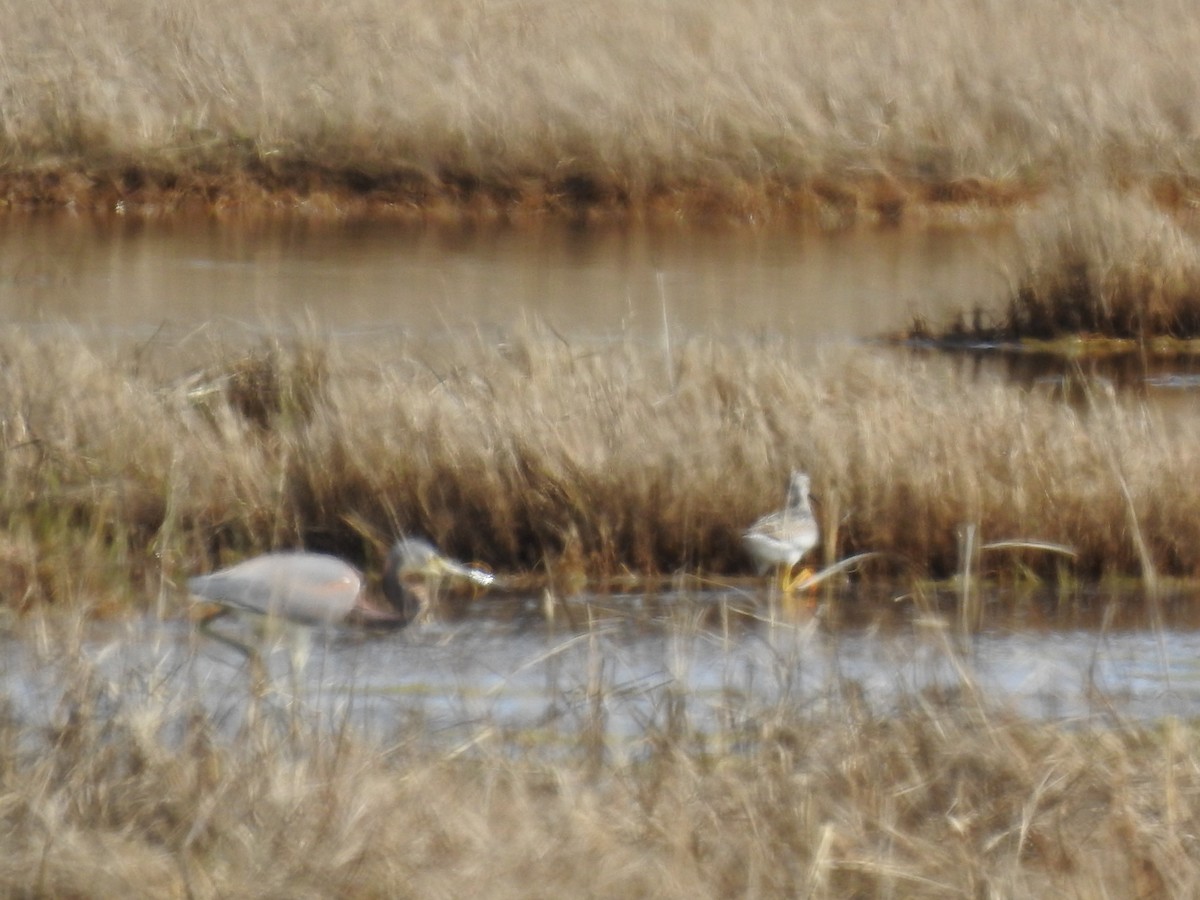 Tricolored Heron - Mike Perrin