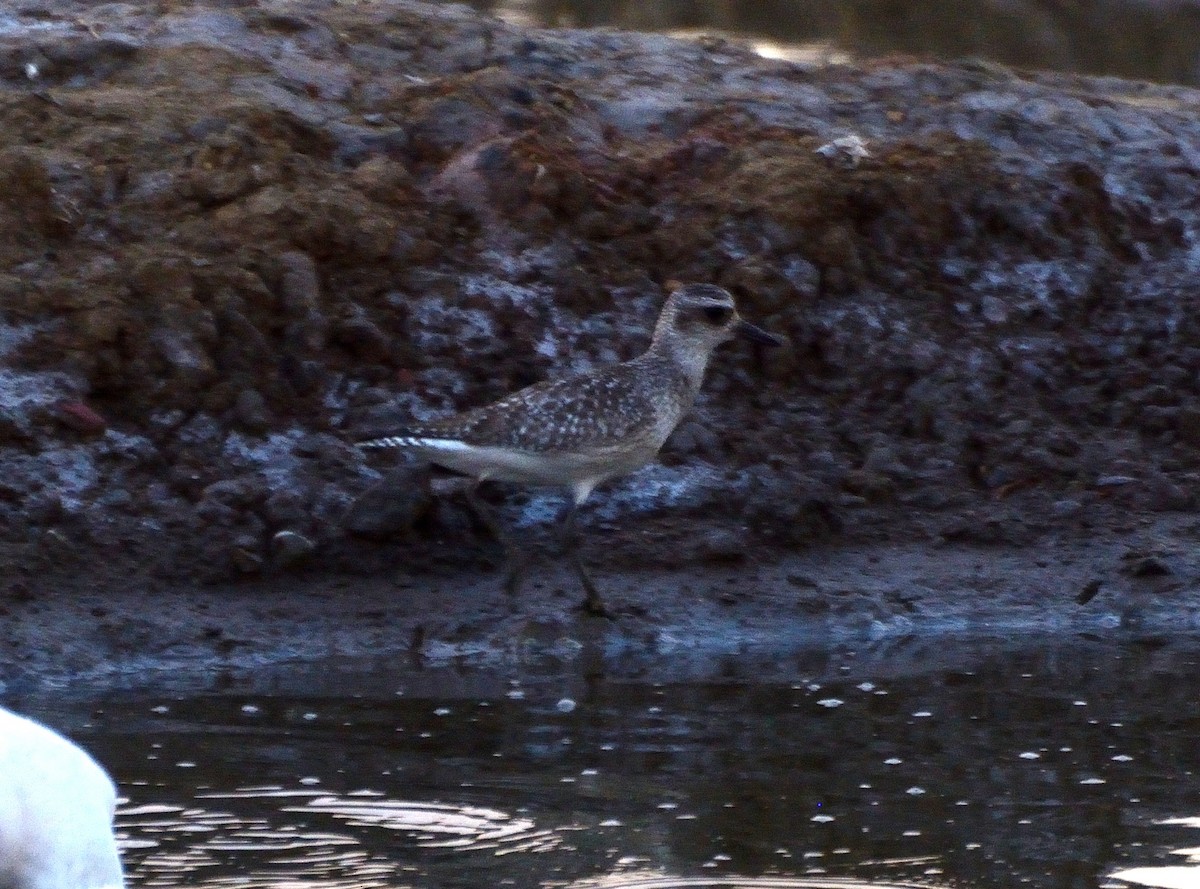 American Golden-Plover - ML231223621