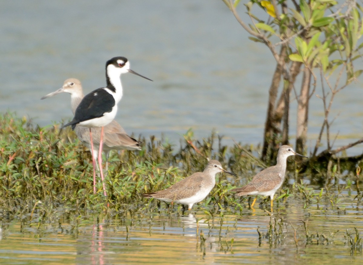 Lesser Yellowlegs - ML231223681