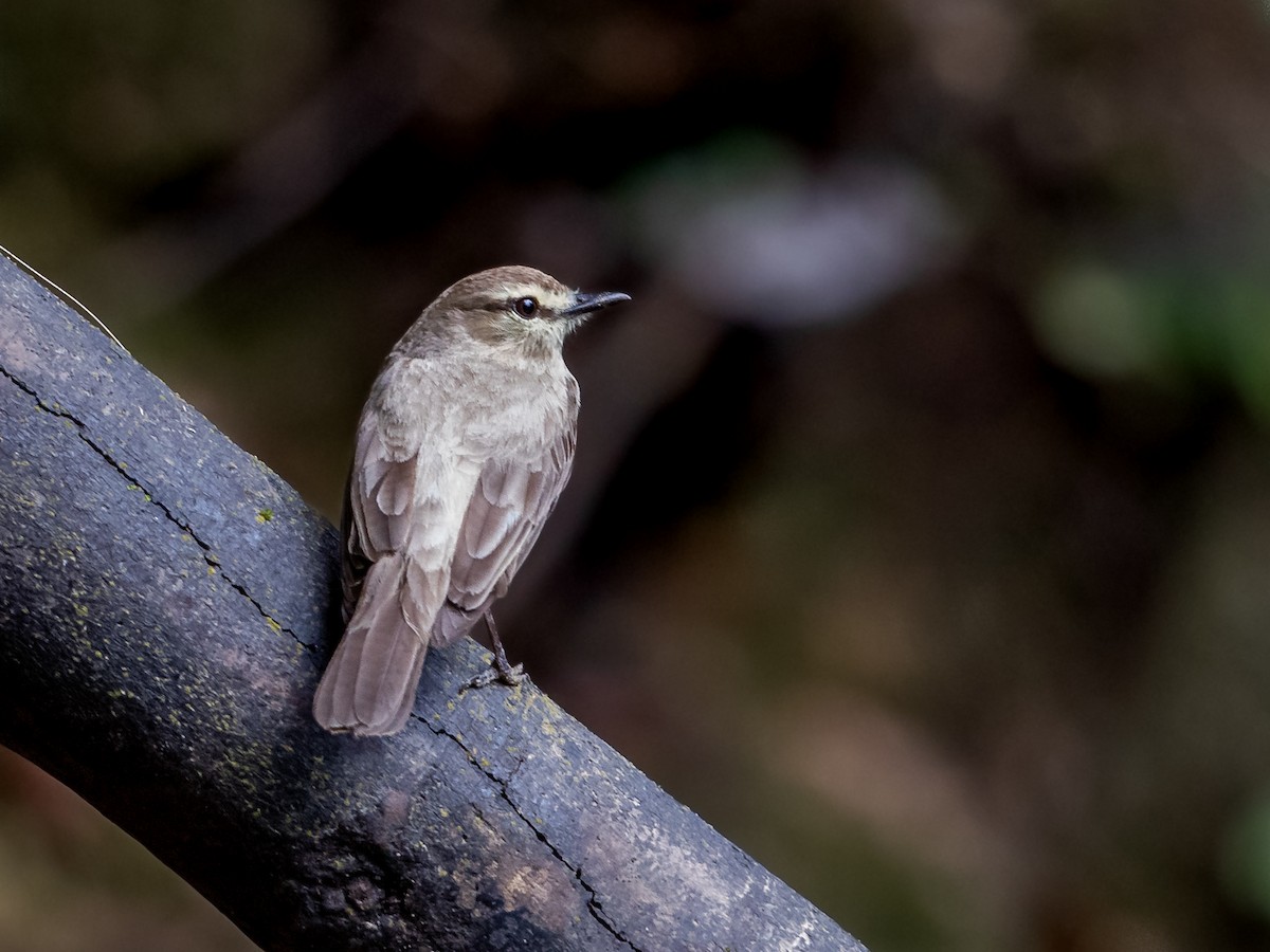 Mosquerito Guardarrios - ML231223711