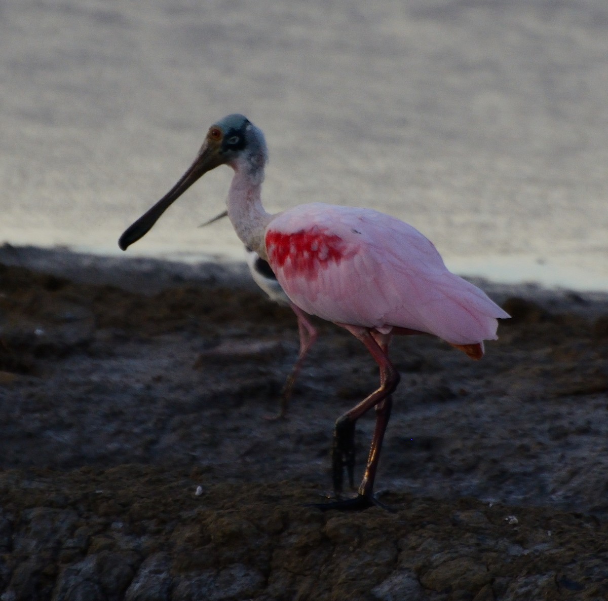 Roseate Spoonbill - ML231223721